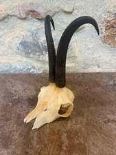 Cornes Bois Chamois Massacre