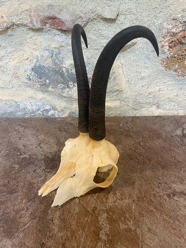 Cornes bois chamois - cornes,