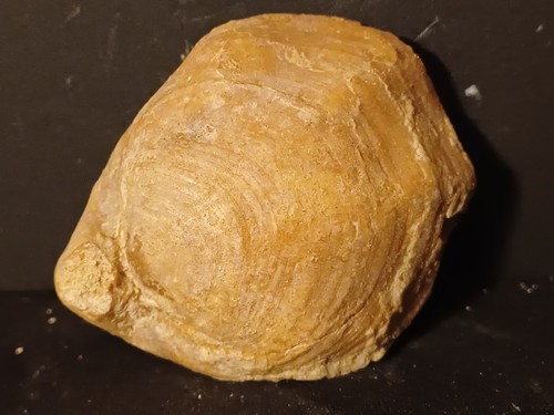 Brachiopode fossile - brachiopode,