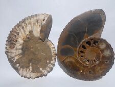 Ammonite Douvilleiceras coupé en deux poli 170mm amonite Fossile
