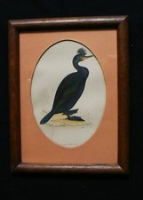 Ancienne lithographie des oiseaux marins, 19ème siècle, encadrée