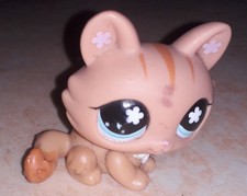 Petshop chat sphynx 649