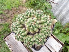 Thelocactus tulensis big rare