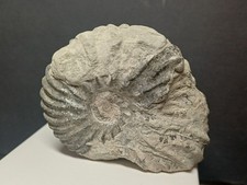 Ammonite Hoplites dentatus