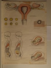 Femme Enceinte Développement