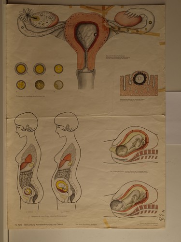 Femme enceinte développement - enceinte,