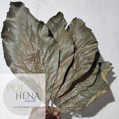 Dried teak leaves herbal tea - leaves,