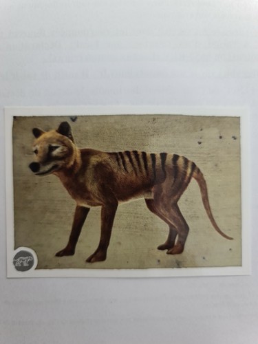 Image sticker autocollant