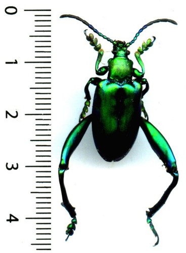 Chrysomelidae sagra - -,
