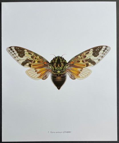 Entomologie pycna antinorii - pycna,