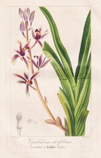 Cymbidium aloifolium