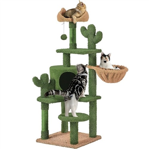 Arbre chat cactus - à,