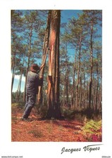 Carte Postale - Metiers -