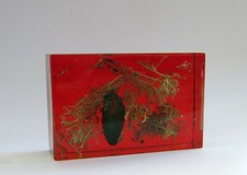 INCLUSION RÉSINE INSECTE