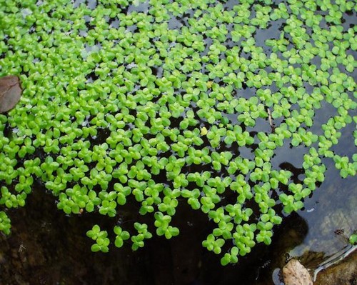 400 lentilles d eau - 400,