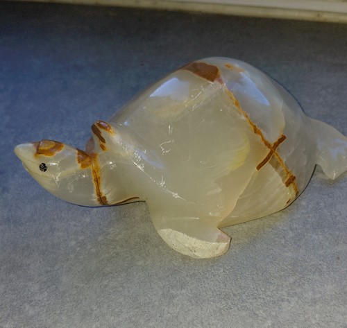Tortue marbre - tortue, en