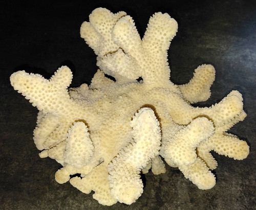 Coquillage bloc de - coquillage, corail