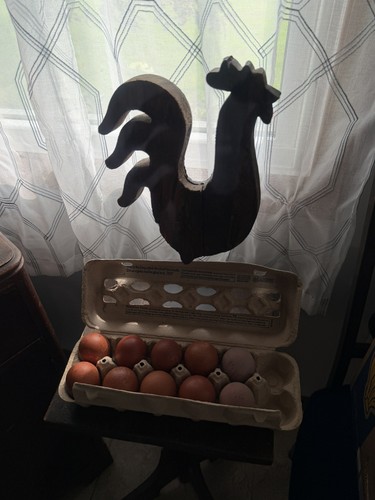 French black copper marans - black,