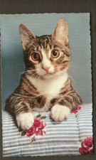 CHATS carte postale  vintage