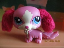 Petshop Chien Cavalier King