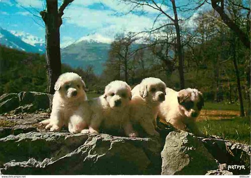 Carte postale animaux - animaux,