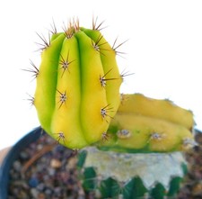 Cereus sp. south of Zipolite