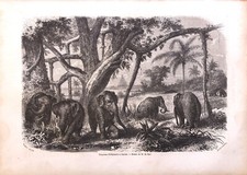 Gravure (vers 1860) : Troupeau d'éléphants à Ceylan (SRI LANKA)
