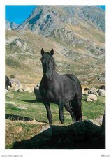 Animaux - Chevaux - Cheval de