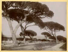 Pins parasol Vintage albumen