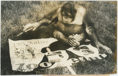 Orang outang arak fête - ",