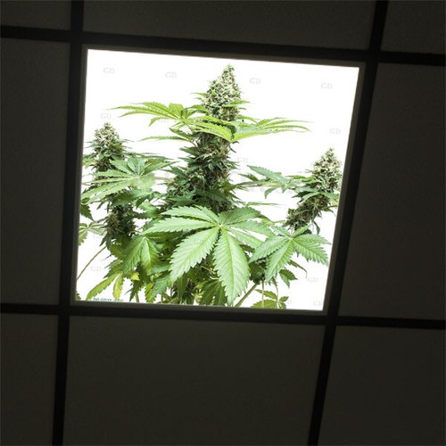 Décor cbd plexi diffusant - cbd,