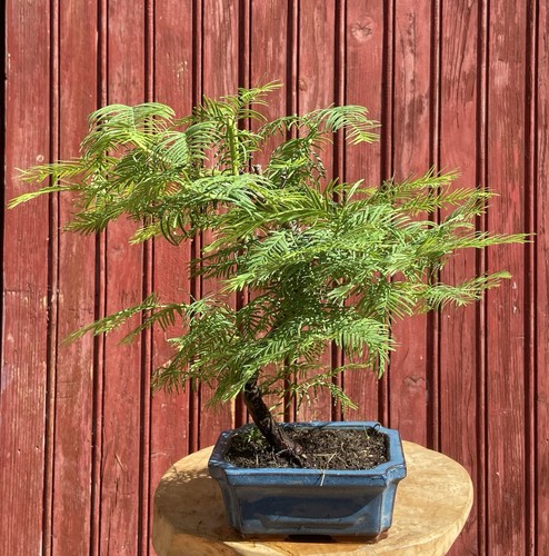 Bonsaï metasequoia chine - metasequoia, de