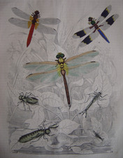 Belle gravure ancienne de différentes LIBELULLES 1849 Odonates