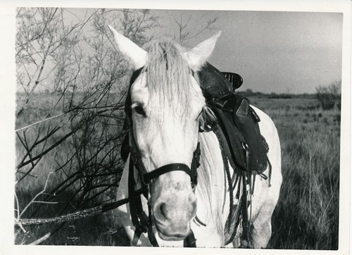 Bastardie camargue 1940 - camargue,