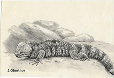 Joseph OBERTHUR Héloderme