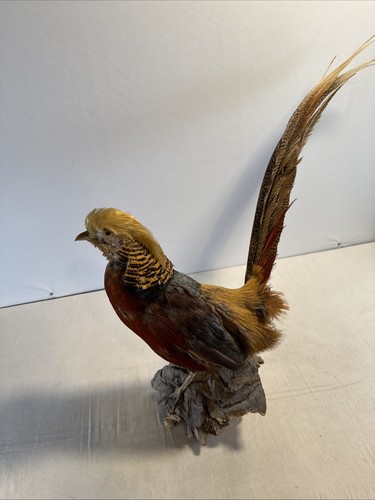 Golden red pheasant taxidermy - golden,