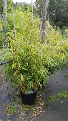 Fargesia robusta campbell - 'campbell', /