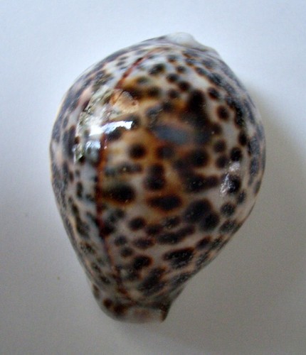 Cypraea tigris mm - cypraea, 90