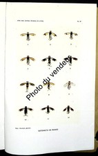 Entomologie 1933. Les espèces