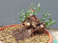 Bonsaï olivier 18c16 cm en