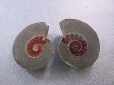 Pair of Madagascar Ammonite