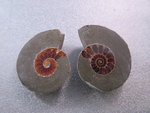 Pair madagascar ammonite - of,