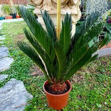 Cycas revoluta 50cm/60cm