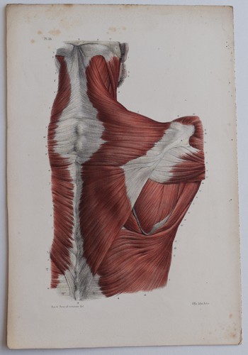 Anatomie myologie région - anatomie,