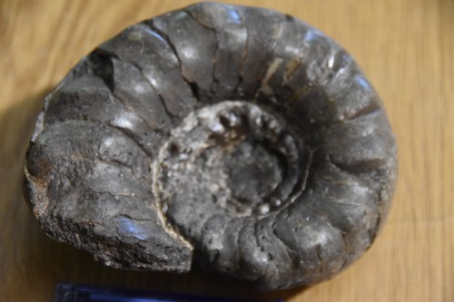 Grand nautiloides metacoceras - grand,