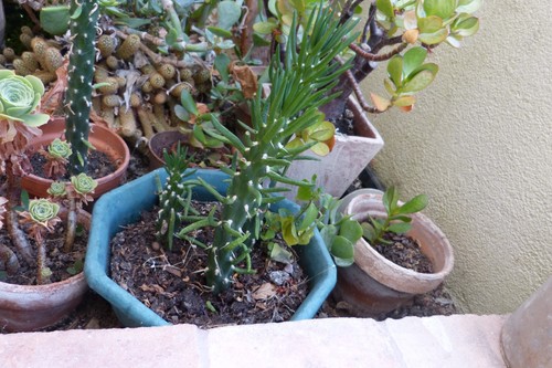 Petits plants cactus - plants, de