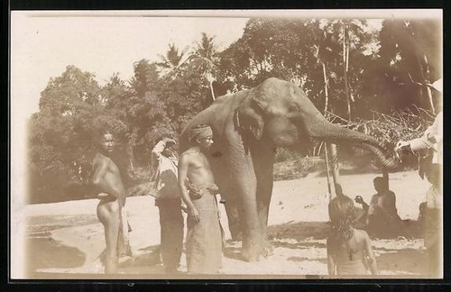 Carte postale photo éléphant