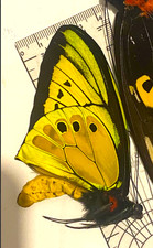 Ornithoptera Goliath