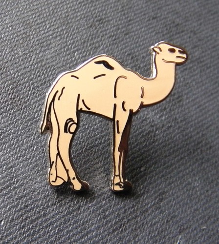 Dromedary hump camel arabian - 1,