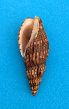 Lyria solangeae 59,2 mm f+++